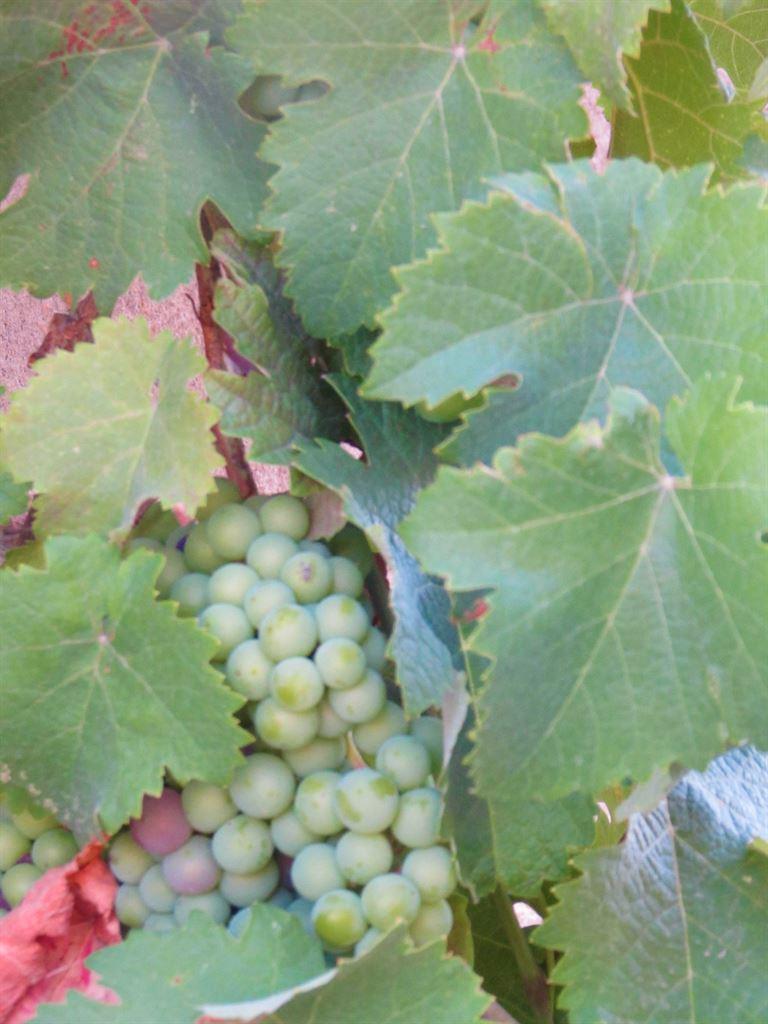 grapes