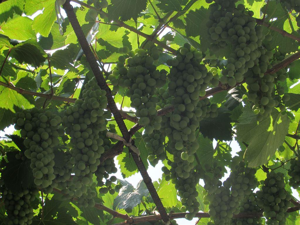 grapes