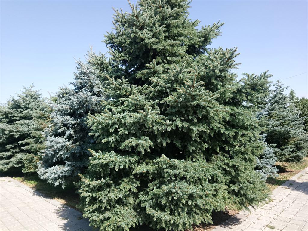 trees