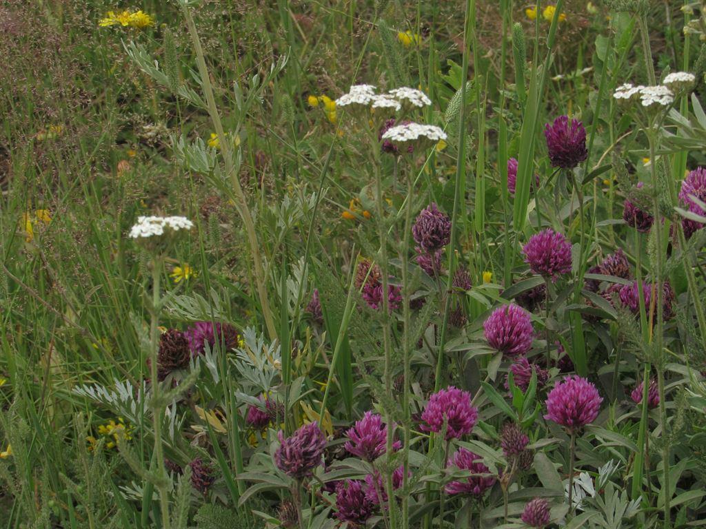 flowers1