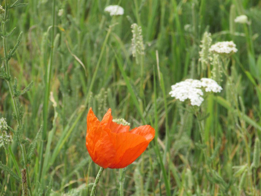 flowers2