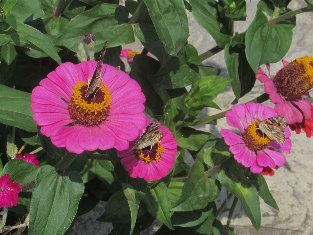 butterflies