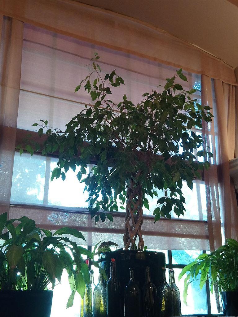 window