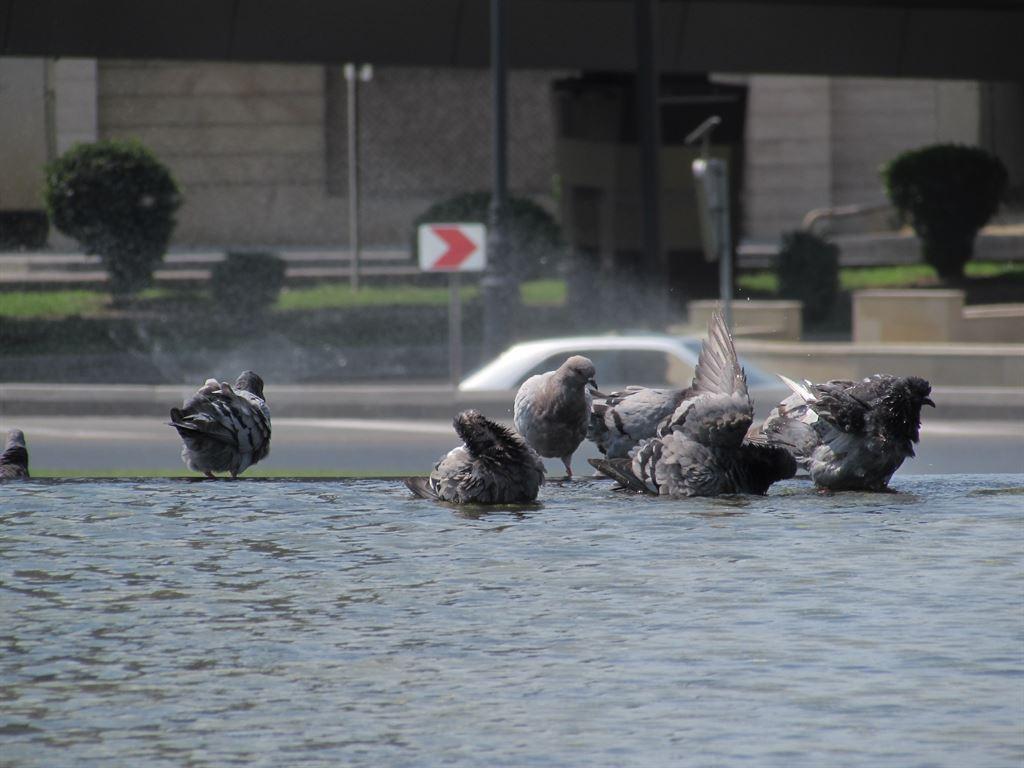 pigeons