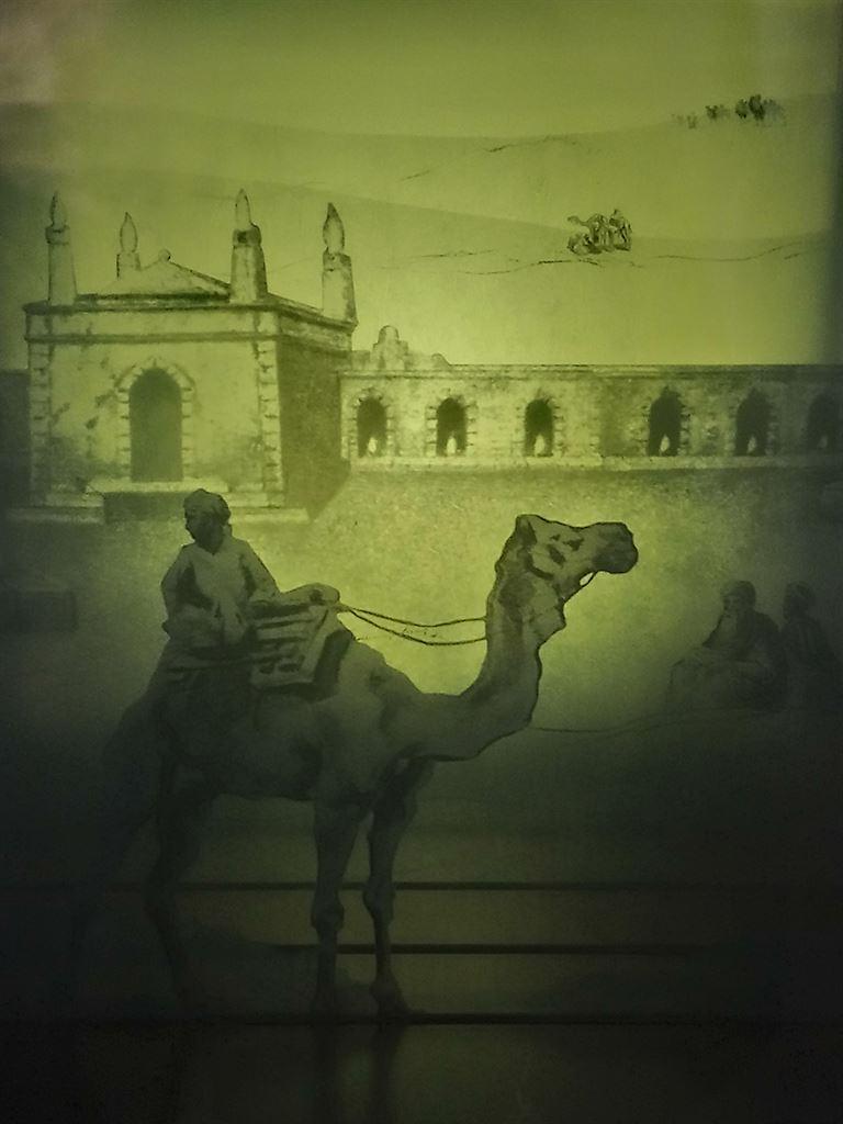 camels