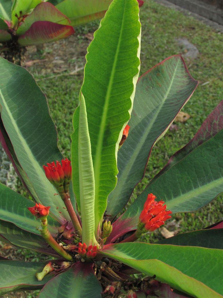 plant