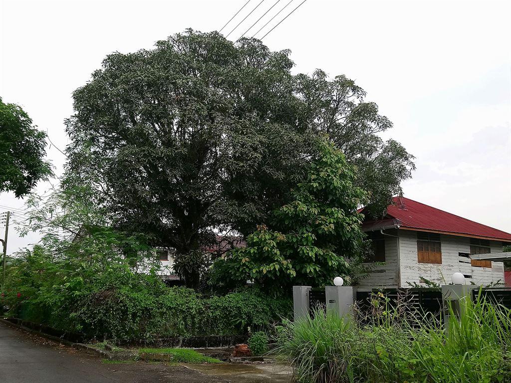 tree