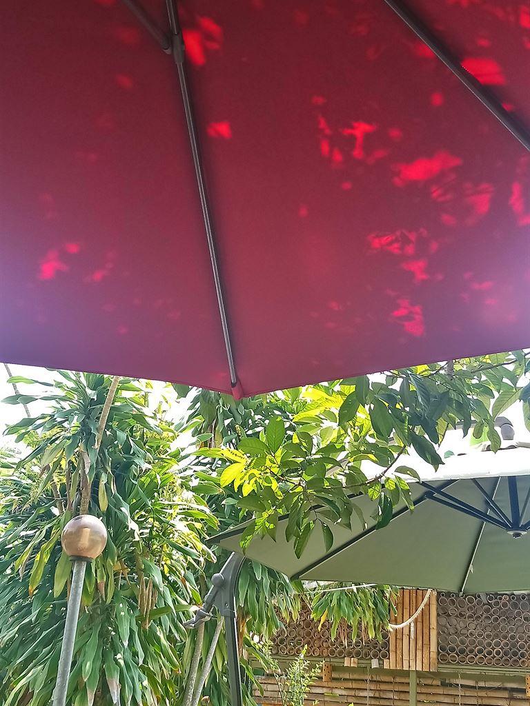 umbrella