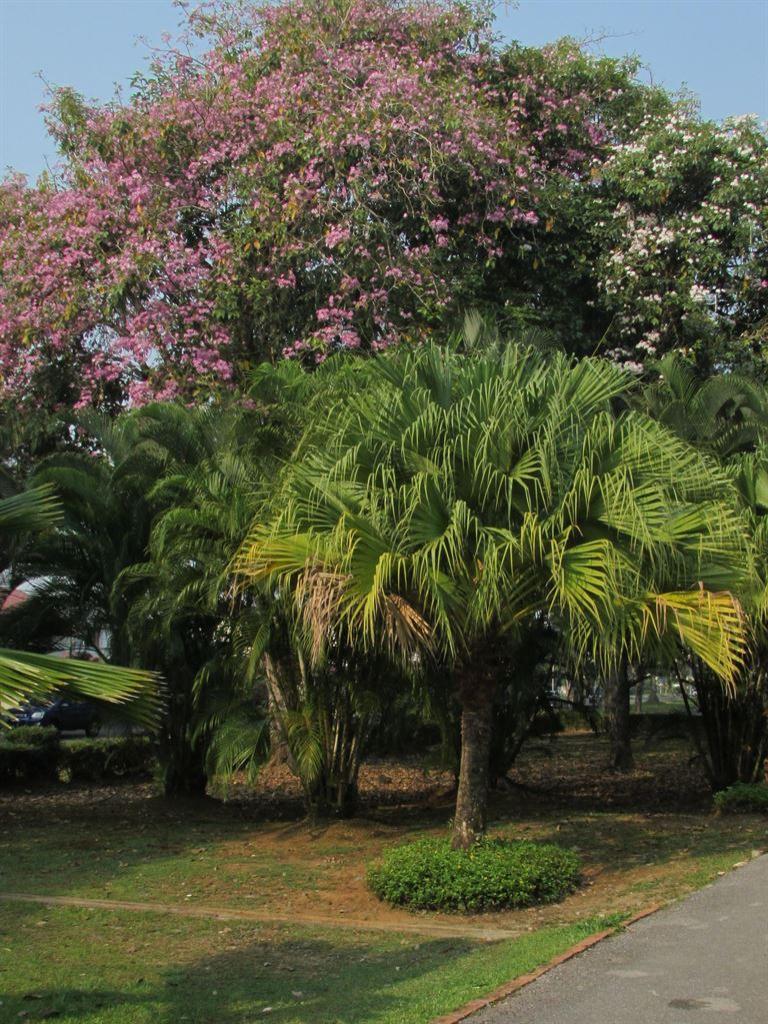 parkcorner