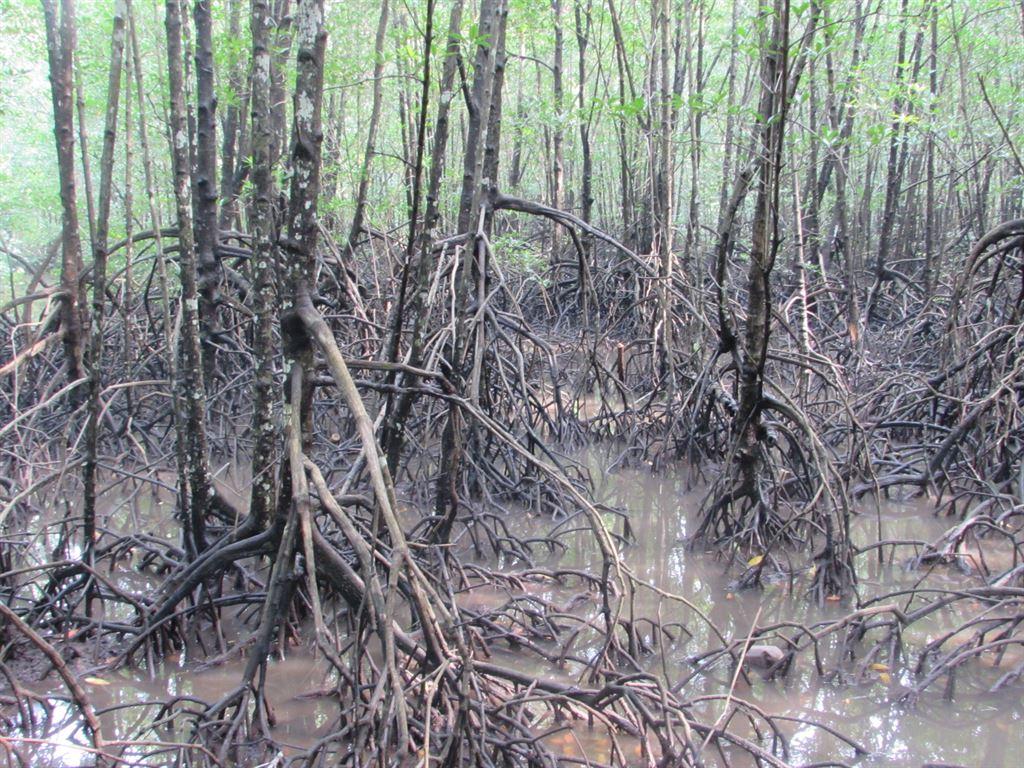 mangroves
