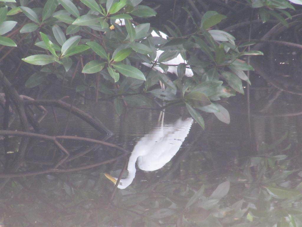 egret1