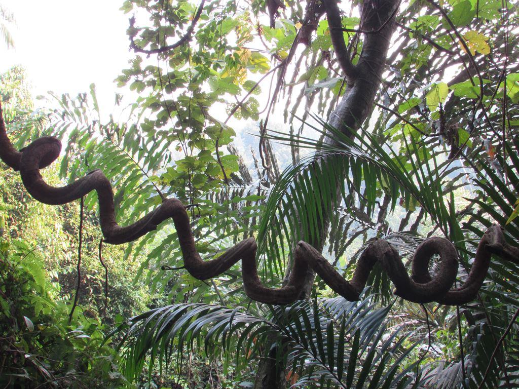 vine
