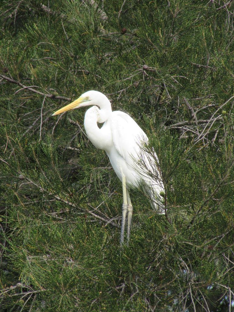 whiteheron