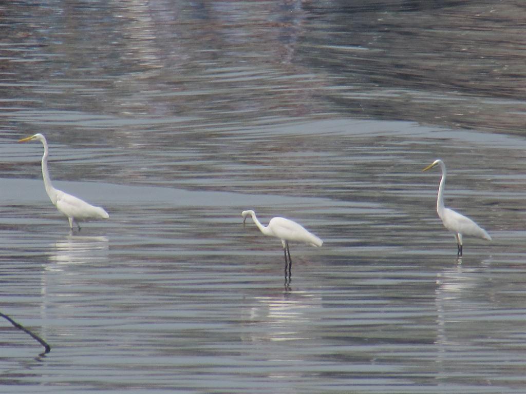 waders
