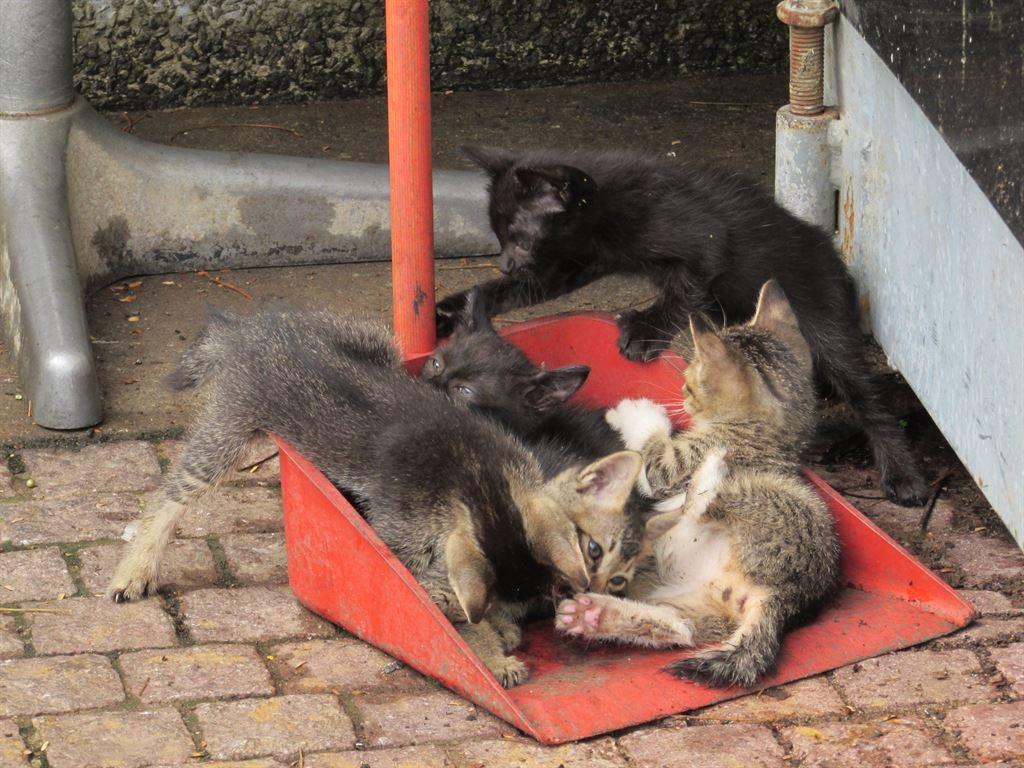 kittens2