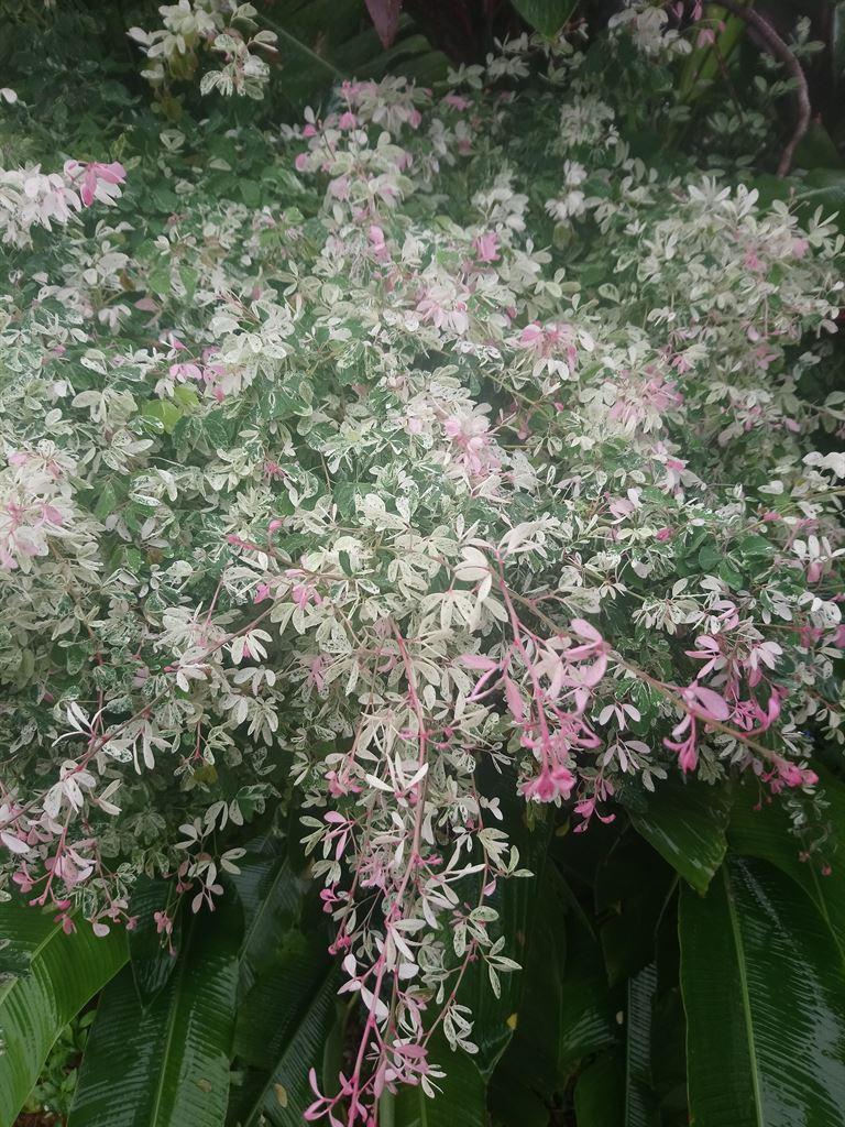 pink&green
