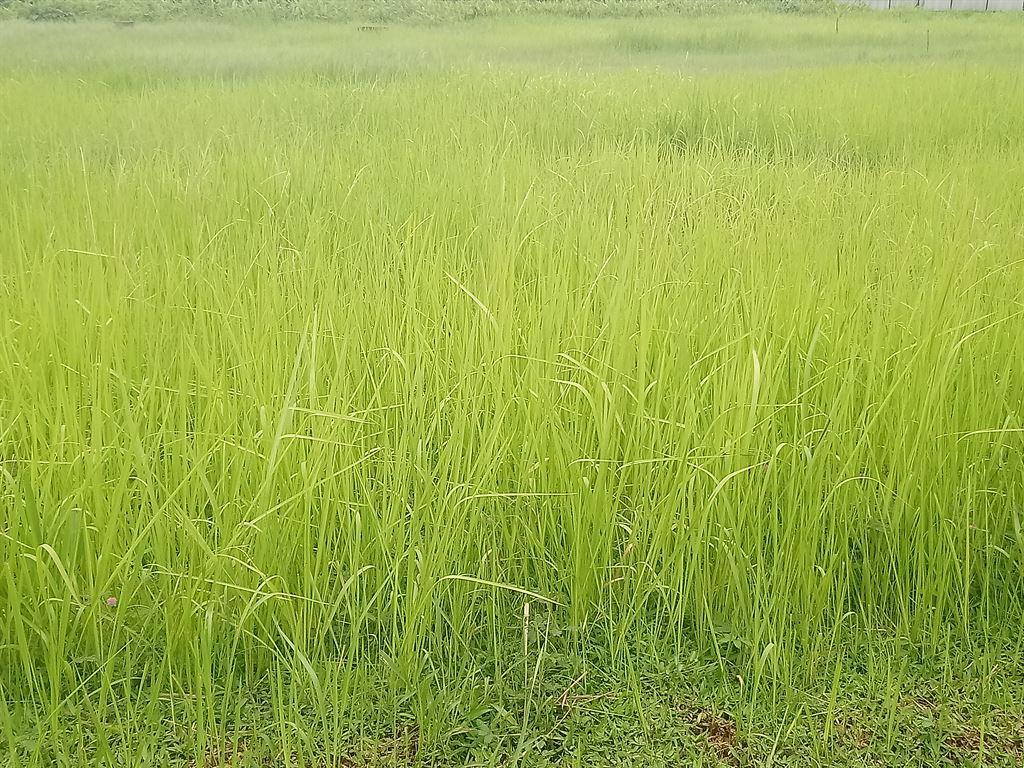 field