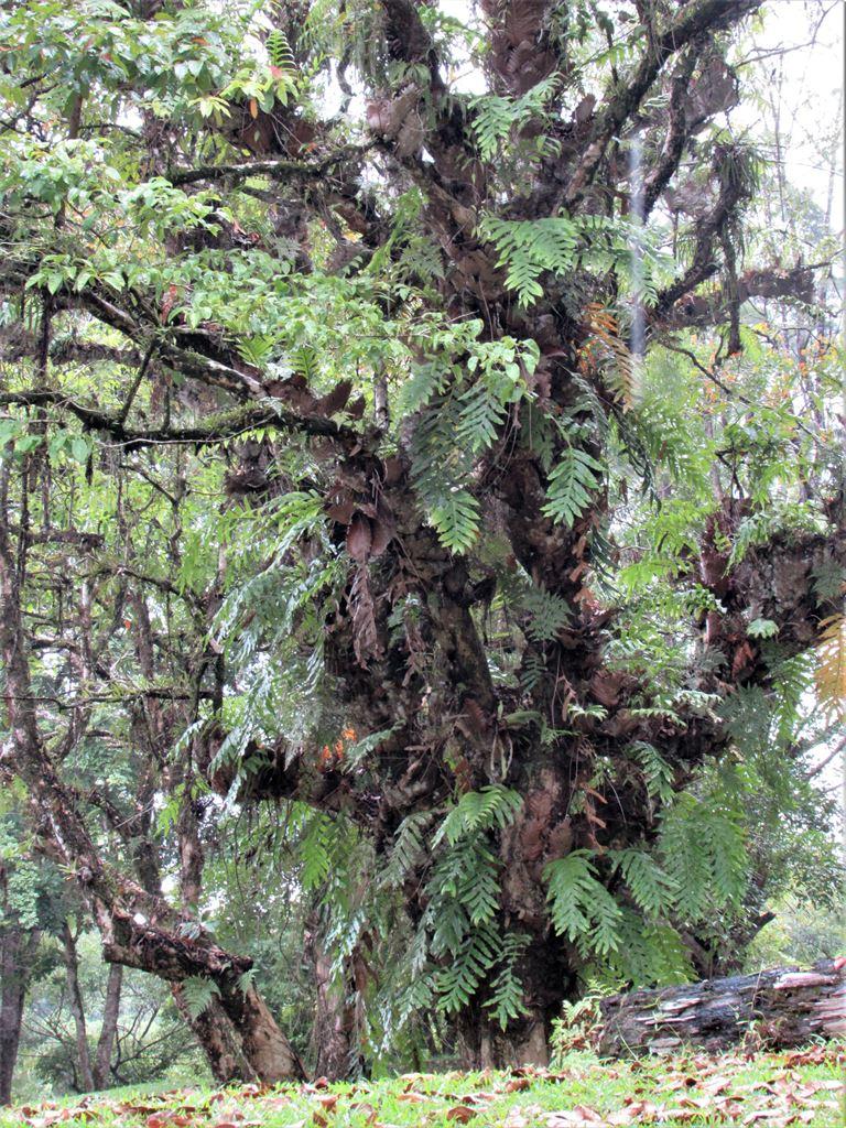 tree1