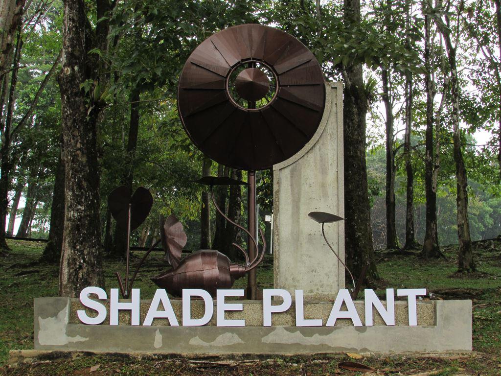 shadeplant