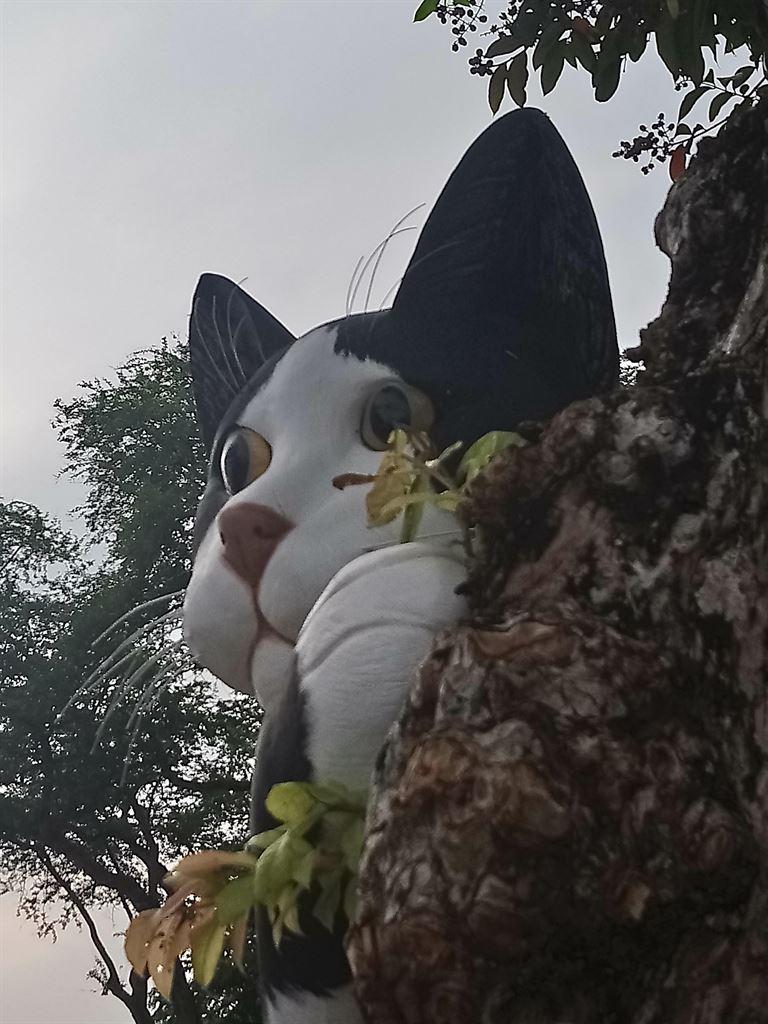 cat