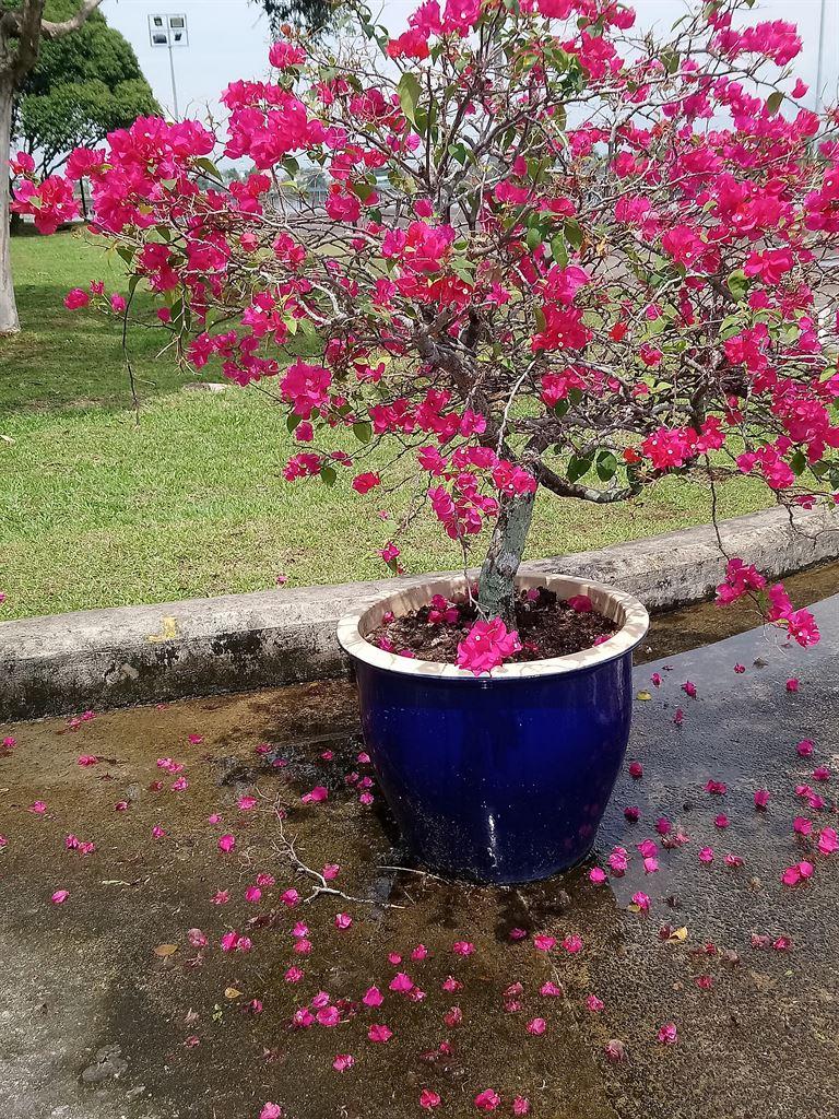 pink