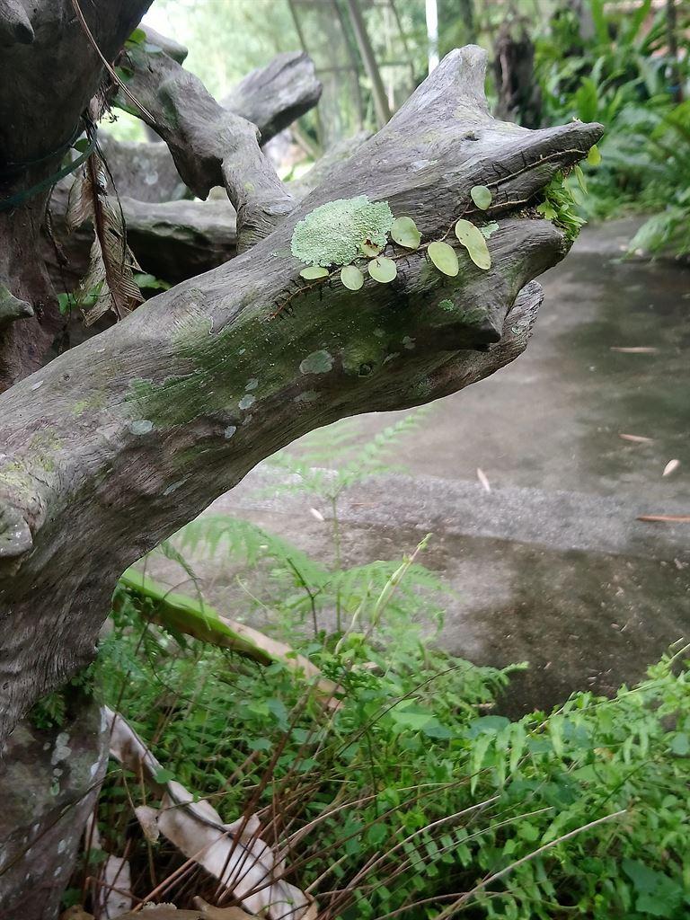 ferns