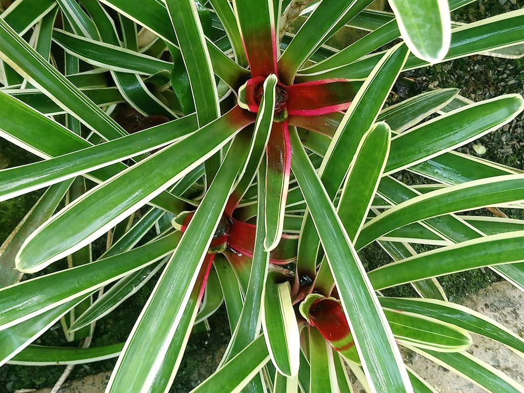 redmiddles