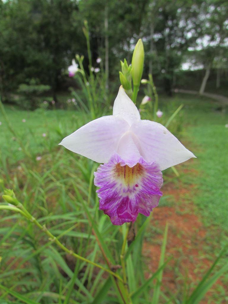 orchid