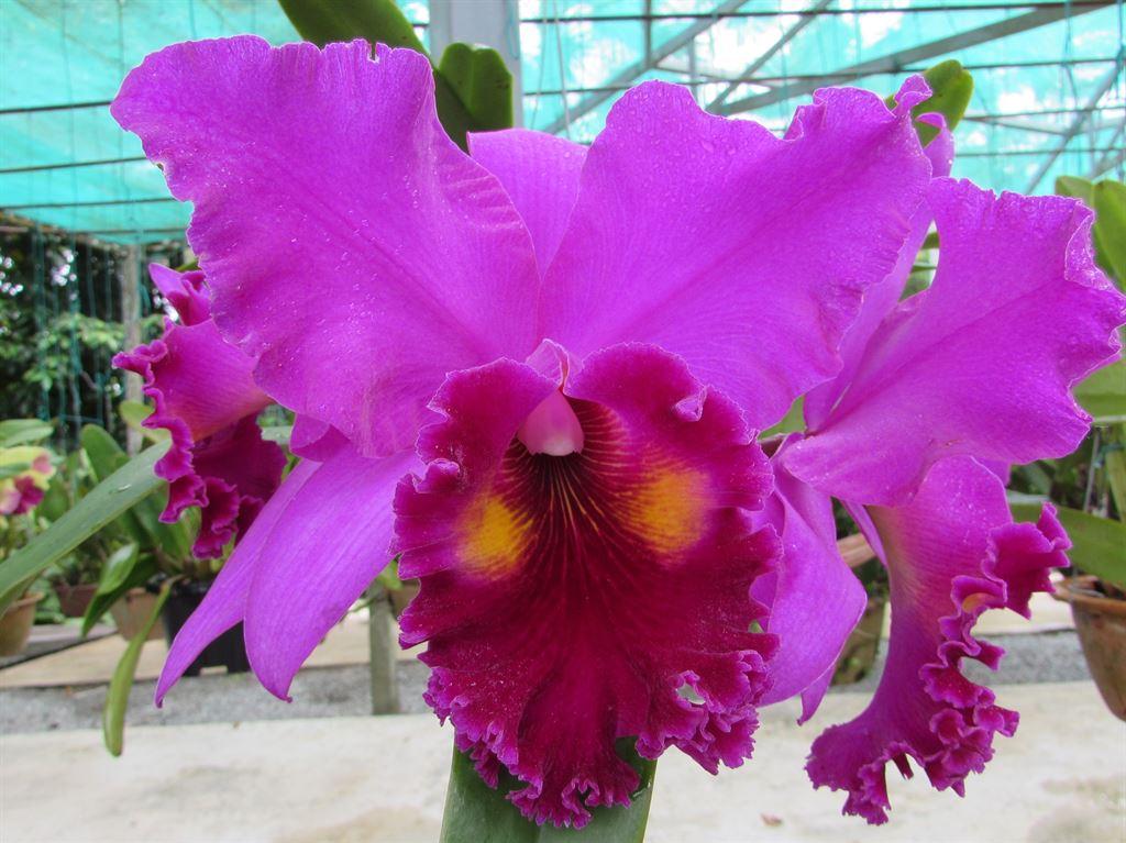 purple