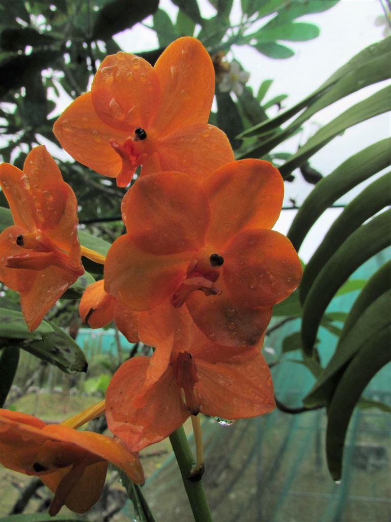 tangerine