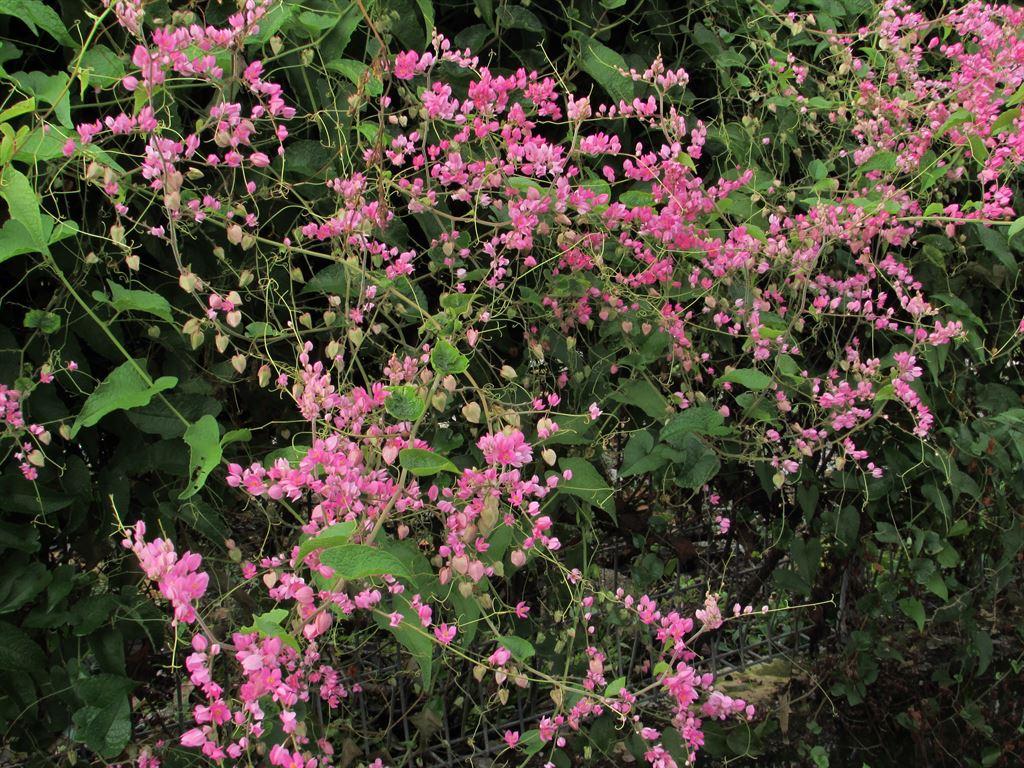 pinkflowers2