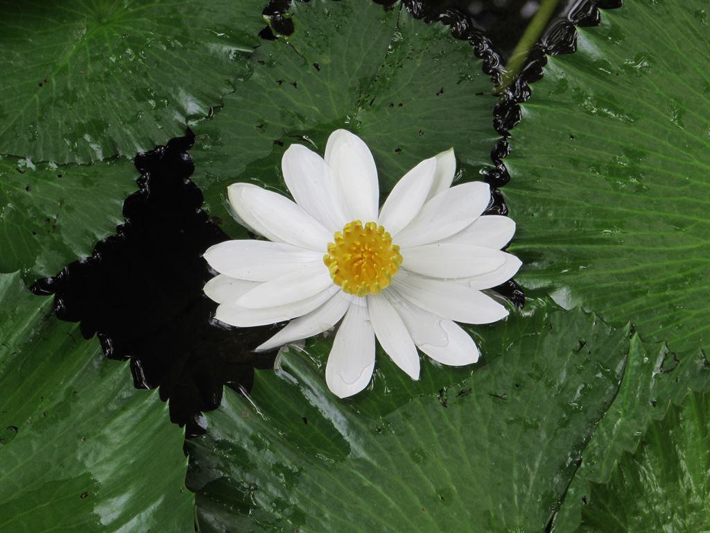 whiteflower