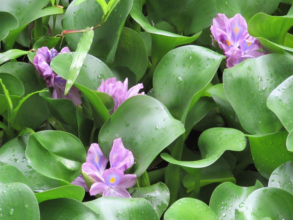 hyacinths