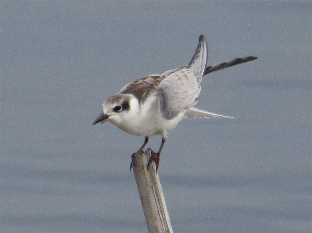 tern1