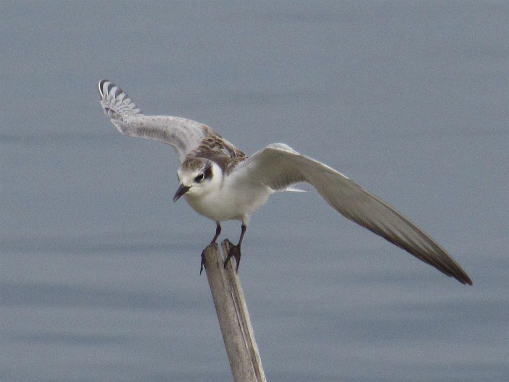 tern2