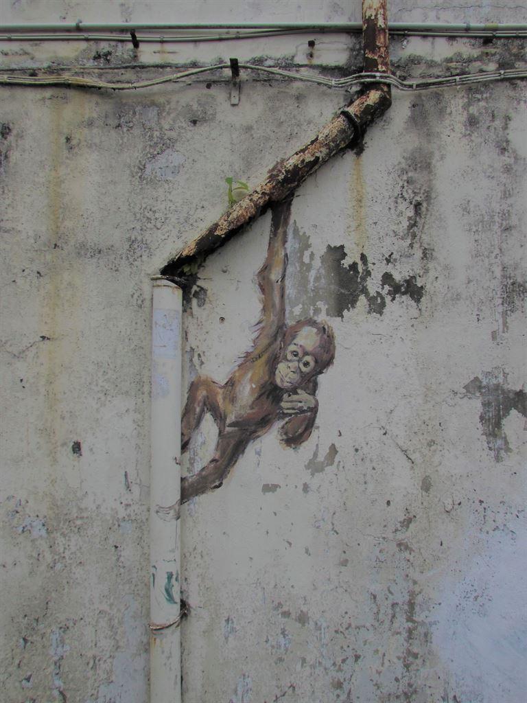orangutan