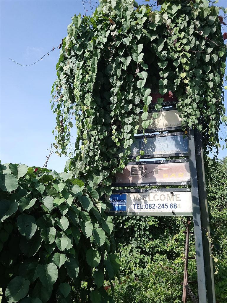overgrown