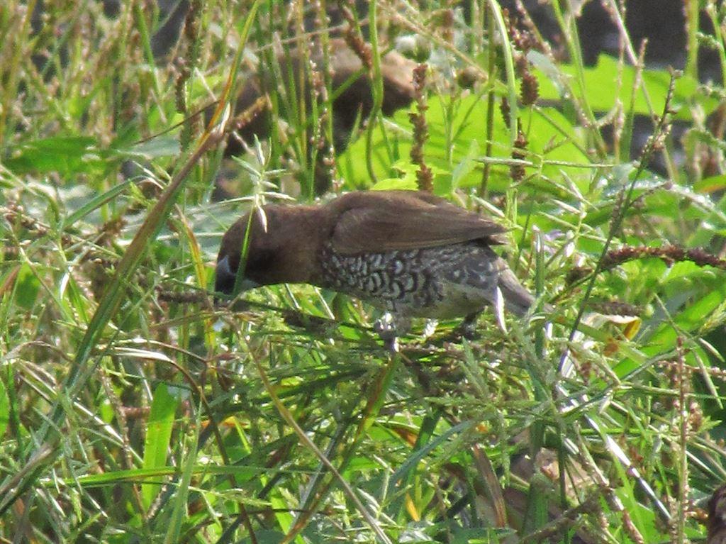 munia2
