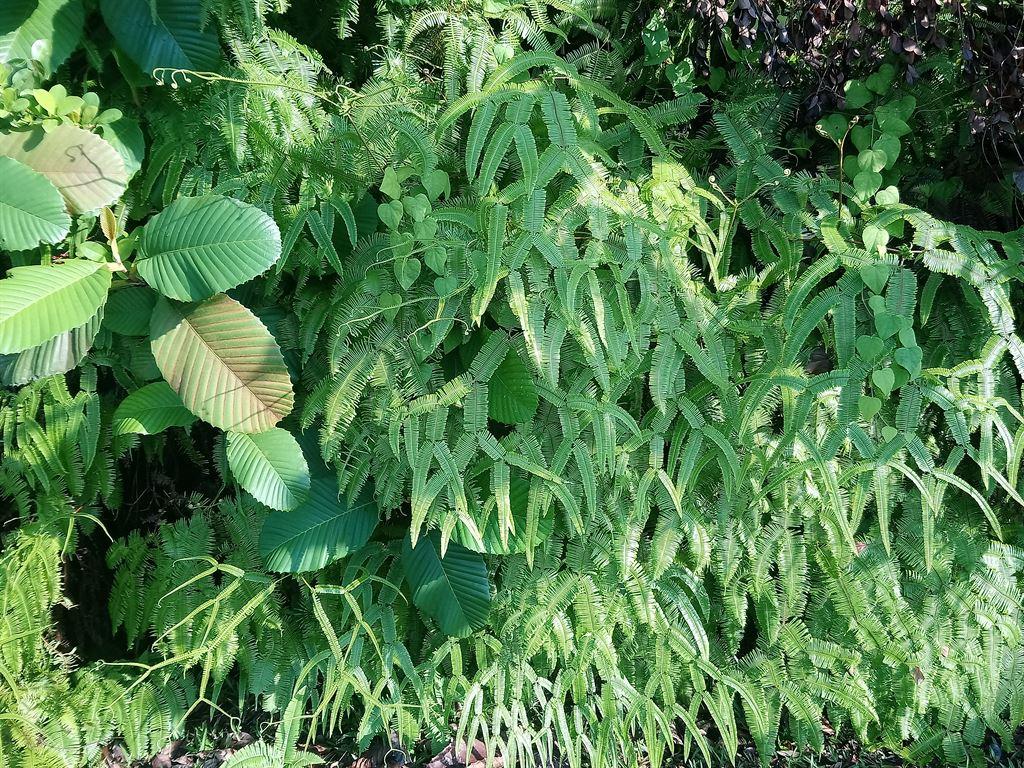 ferns