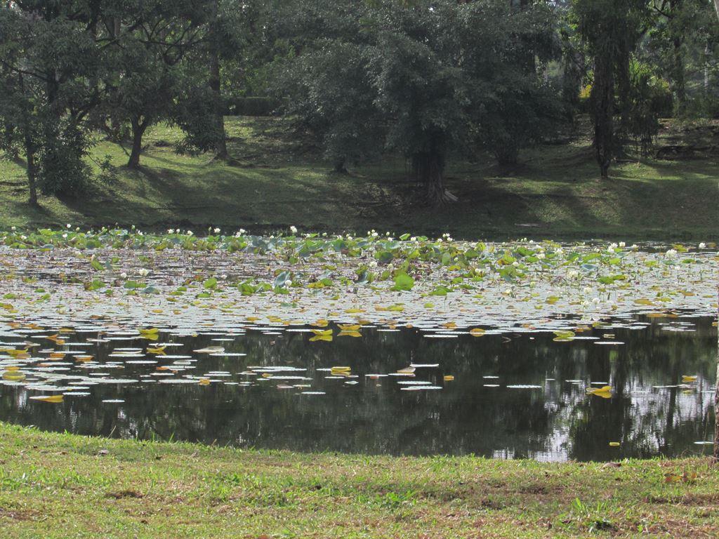 pond