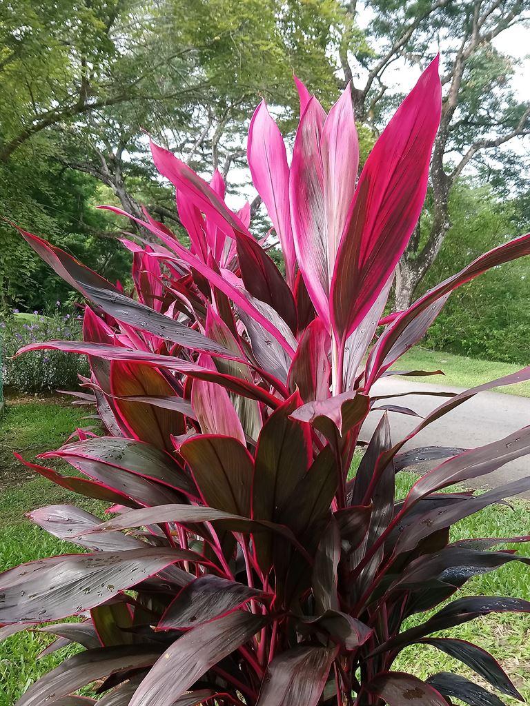 leaves