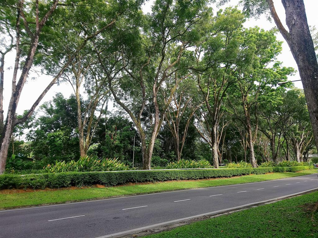 libraryroad