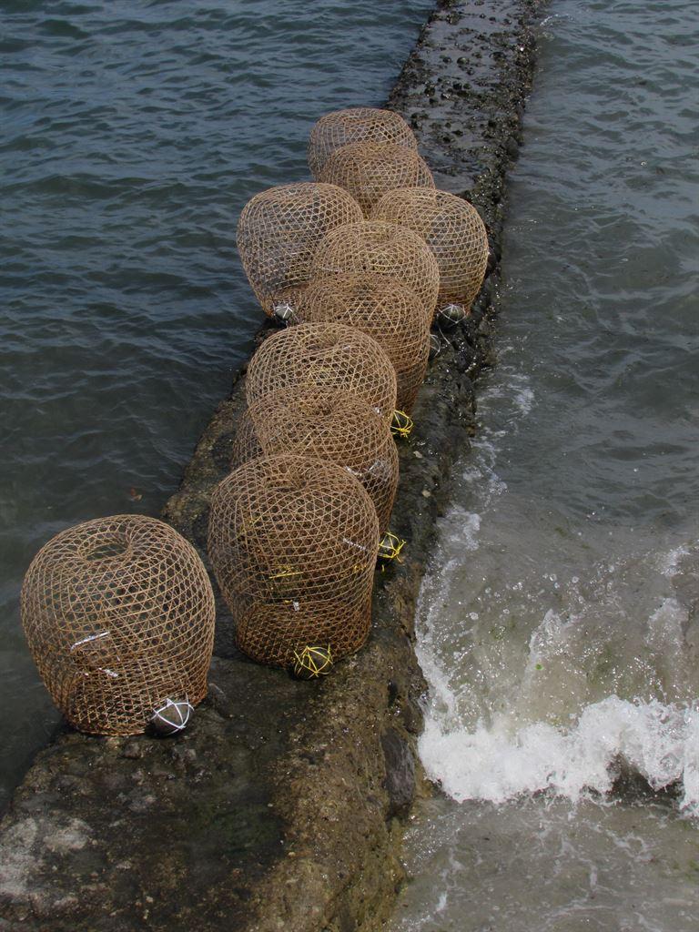 fishtraps2