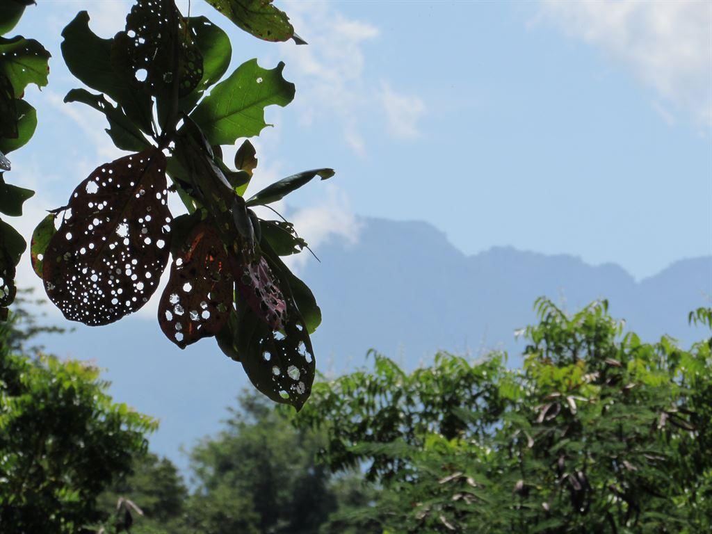 holeyleaves