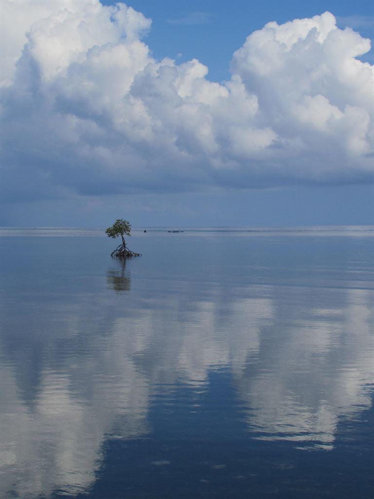 mangrove2