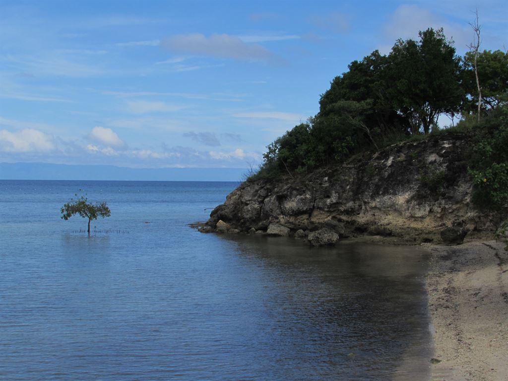 lonemangrove