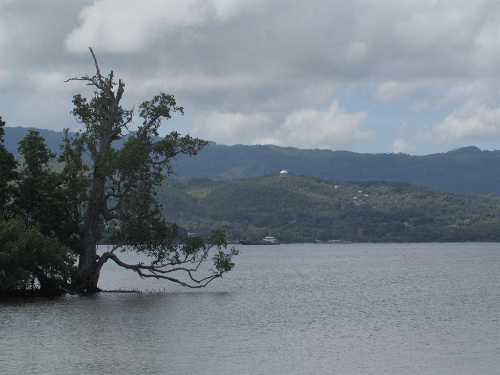 lonetree