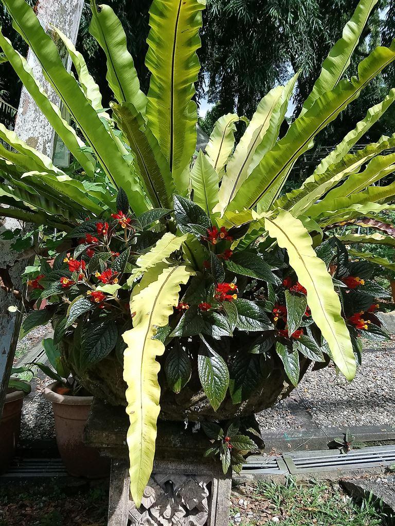 fern