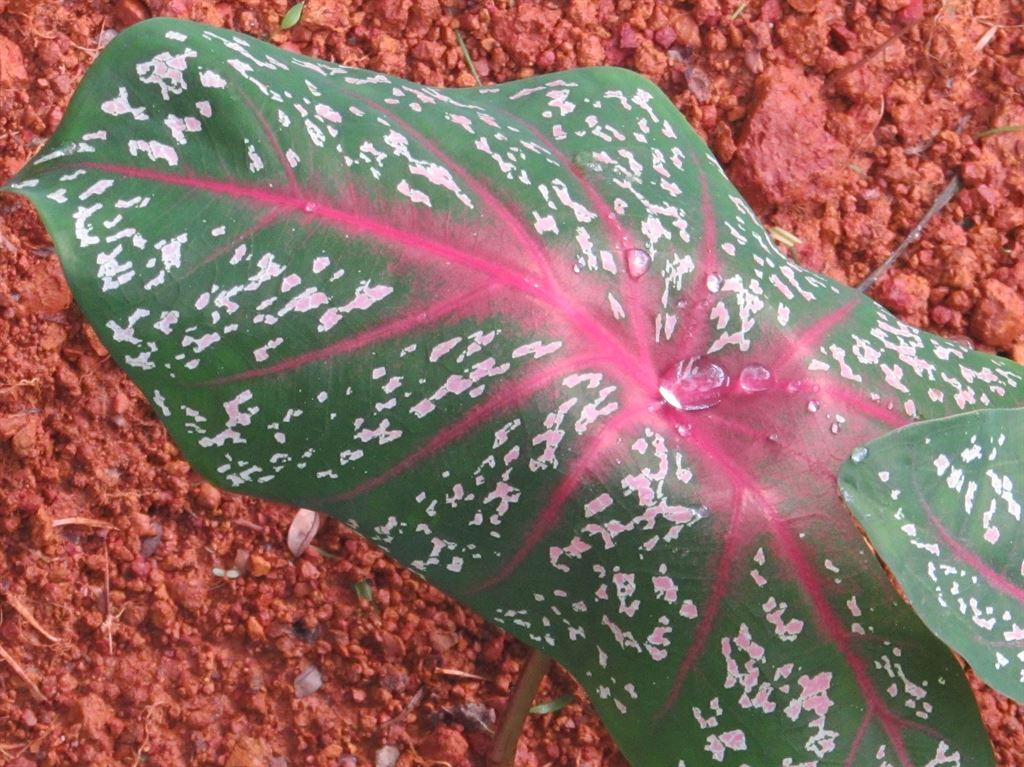 leaf1
