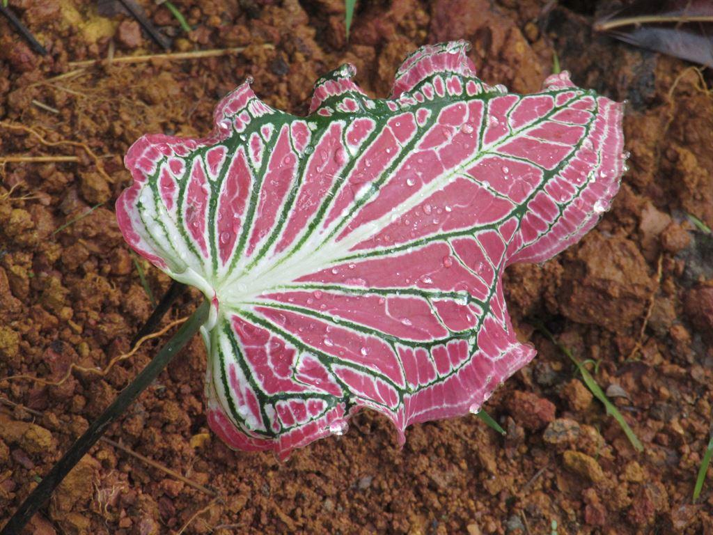 leaf2